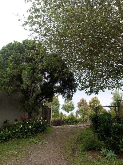 The image depicts an outdoor scene in Naya Andura, India, under an overcast sky. A gravel and dirt path, approximately 1.5 meters wide, extends from the foreground center upwards and slightly to the right, narrowing as it recedes. The path is flanked by areas of green grass and low-lying vegetation. On the left side of the path, a light-colored, possibly concrete, building wall is partially visible, behind which a large, dense evergreen tree stands. In front of this wall and tree, a garden bed contains several white-flowered plants, possibly peace lilies, alongside reddish-purple foliage. Directly on the path in the lower-left quadrant, a small pile of freshly cut green plant stalks is visible.
To the right of the path, dense green foliage and shrubs form a natural boundary. In the mid-ground, slightly right of center, a dark metal gate or partial fence structure is visible, marking what appears to be an entrance or transition point. Beyond this, a variety of trees with varying shades of green foliage and some with reddish-brown new growth extend into the background, some forming a tree line against the pale sky. A large tree with numerous small green leaves overhangs the upper right portion of the image. Another large, leafy tree dominates the upper left and center-left, with a thin dark line, possibly a wire, running through its branches. No individuals, animals, or specific actions are depicted within the frame.