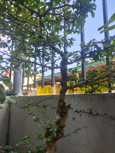 This is a close-up, low-angle outdoor photograph of a bonsai tree with green leaves and a textured brown trunk. The bonsai is positioned in front of a rough, gray concrete wall and a black metal fence. Behind the fence, a building with a light blue roof, orange and yellow accents, and a yellow gate is visible under a clear blue sky. A gray PVC pipe extends upwards on the left side of the image. The scene appears to be located in a residential area, likely in San Pascual, Philippines, given the architectural style of the building and the fence. There are no people or animals present in the image. The lighting suggests it is daytime.