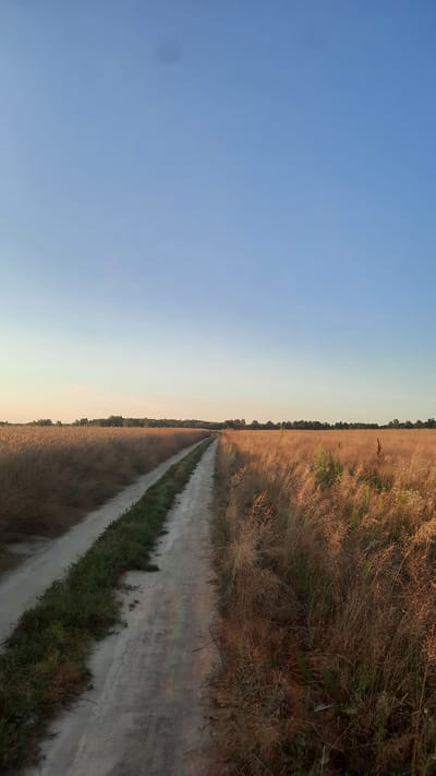 A dirt road cuts through a field of dry, golden grass under a clear, pale blue sky. The road is centered in the frame, appearing to recede into the distance where a line of trees marks the horizon. The grass on either side of the road is tall and wispy, catching the soft light of what appears to be late afternoon or early morning. A faint, dark circular smudge is present in the upper portion of the sky, possibly a lens artifact or distant object. The environment suggests a rural or natural setting outside of any urban area.