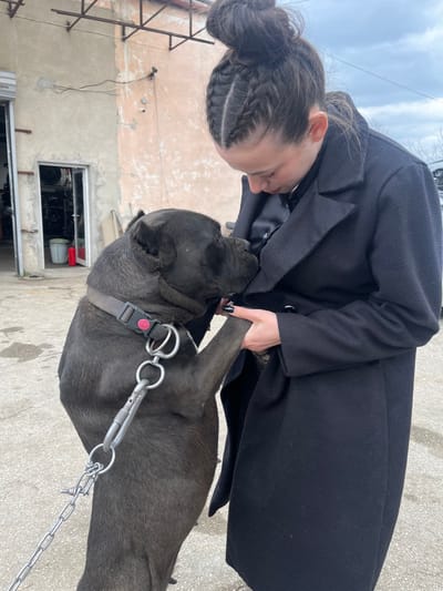 An outdoor scene in Брусовeте, Bulgaria, depicts a female subject interacting with a large, dark-coated dog. The woman, seen from the chest up, wears a black coat over a dark blouse, her dark hair styled in a high bun with two cornrow braids. Her left hand, featuring black nail polish, grasps the dog's raised right paw. The large dog, exhibiting dark grey fur, stands on its hind legs, its muzzle positioned near the woman's upper chest. It wears a grey nylon collar with a red buckle, attached to a metal chain leash via a carabiner and rings. The background features a weathered, light-colored building with peeling plaster, a partially visible white roll-up garage door, and an open doorway revealing internal items like a red bucket. Metal support structures are visible above the building. The ground is concrete, and the sky is overcast.