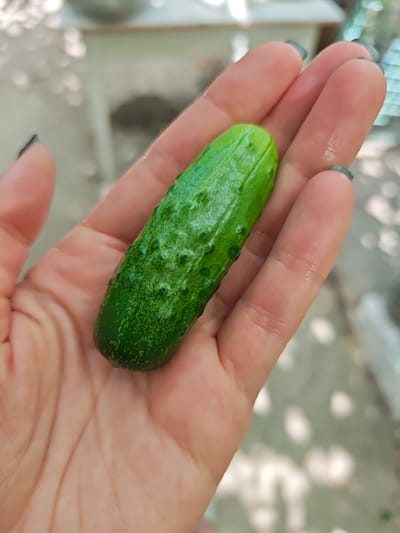A close-up shot shows a small, bumpy, dark green cucumber resting in the palm of a person's left hand. The hand appears to be that of an adult female, with light skin tone and dark nail polish on the visible fingernails. The background is blurred, but suggests an outdoor setting with dappled sunlight filtering through foliage, possibly in the city of Okny, Ukraine. The cucumber is the primary subject and is positioned horizontally across the palm.