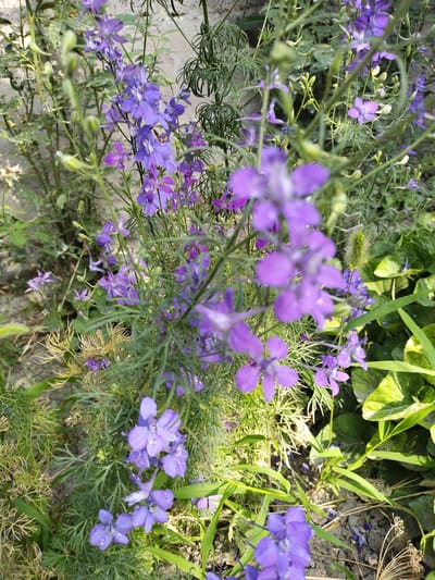 In Ikkiaul, Uzbekistan, a close-up shot captures a cluster of vibrant purple larkspur flowers in bloom. The flowers are arranged on tall, slender stems, surrounded by delicate, feathery green foliage. Sunlight filters through the plants, casting dappled shadows on the dry, sandy soil beneath. The background is a blur of soft green leaves and muted earth tones, creating a natural, outdoor setting. There are no people or animals visible in the scene.