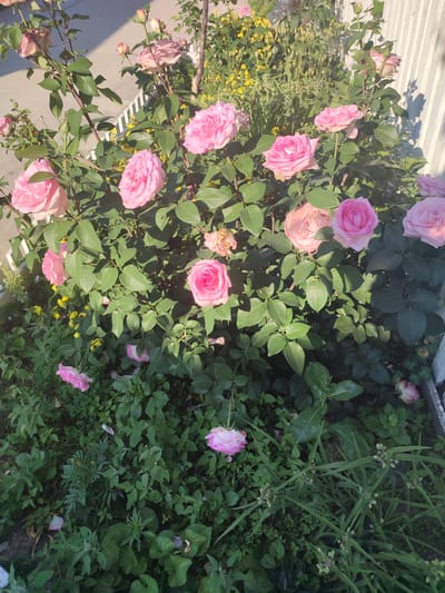 This image captures a rose bush with numerous pink roses and green leaves, bathed in natural sunlight. The rose bush is situated in front of a white, vertical slatted fence. In the background, yellow flowers are visible. The ground beneath the rose bush is covered with green foliage and scattered rose petals. The scene appears to be an outdoor setting, likely a garden or yard. The image does not contain any people, and no specific actions or interactions are depicted. The location is identified as Novohorodetske, Ukraine.