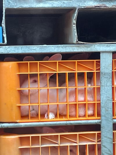 The image displays a close-up view of multiple white rabbits confined within orange plastic transport crates, stacked within a multi-tiered metal framework. A prominent white rabbit with red eyes is visible in the upper-left crate, facing left, with its ears partially extended above the crate's grid. Other rabbits are partially visible in adjacent and lower crates within the stacked system. The orange crates feature a square-grid pattern on their visible sides, facilitating ventilation. The supporting structure consists of raw or galvanized metal channels and vertical bars. The precise location within the city of Chaves, Portugal, cannot be determined from the visual information provided in the image.