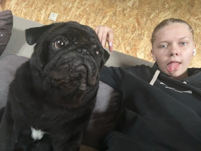 The image is a selfie taken indoors, likely in a home, as indicated by the wooden paneling on the wall and a visible electrical outlet. The setting appears casual and relaxed.
On the left side of the frame is a black pug, positioned close to the camera. Its face is partially obscured by wrinkles, and one eye is clearly visible, looking towards the viewer. A small white patch of fur is present on its chest.
To the right of the pug, a young person, appearing to be a woman, is also in the frame. She is wearing a black hoodie and has her tongue sticking out, giving a playful or cheeky expression. She has light-colored hair pulled back, and is wearing white wireless earbuds. Her hand, with manicured nails, is visible resting near the pug's head.
The lighting suggests it could be daytime, as the scene is well-lit, but there are no strong indications of outdoor weather. The overall mood of the image is informal and lighthearted, captured in a close-up, personal moment between the person and her dog. The text "SEASON 2020" is visible on the person's hoodie. The provided location context is Klepiki, Russia.