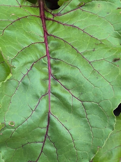 A close-up, top-down view shows the intricate network of veins on a large, green beet leaf. The central vein is a prominent reddish-purple, branching out into a complex pattern of thinner, darker veins across the leaf's surface. The leaf has a slightly textured appearance with subtle undulations. There are a few small, irregularly shaped holes and some minor blemishes on the leaf. The background is dark, suggesting the leaf is part of a larger plant or lying on dark soil, obscuring any broader environmental context, including specific location details in Novoishimskoye, Kazakhstan.