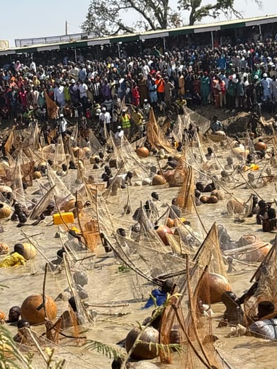 The image depicts a large communal fishing event taking place in Kokani North, Nigeria, under clear daylight conditions. The foreground and midground are dominated by a shallow, turbid body of water, likely a river or lake. Numerous individuals, predominantly men, are submerged to their waists or chests in the water, actively engaged in fishing. Each person is operating a distinct conical or tent-shaped fishing net, constructed from light-colored mesh and supported by a frame of sticks. Accompanying many of these nets are large, spherical, brown or orange buoyant objects, consistent with traditional calabash floats. One yellow rectangular container is also visible in the water.

In the background, a large crowd of several hundred spectators lines the elevated, earthen bank overlooking the fishing area. These individuals are densely packed, standing and sitting, observing the activity in the water. They are dressed in a variety of casual and traditional attire. Notably, several individuals positioned near the water's edge on the bank are wearing high-visibility vests. Behind the crowd, a long, low-rise structure with a dark green roof and a white facade is visible. Sparse trees with exposed branches are silhouetted against a clear sky above the structure.