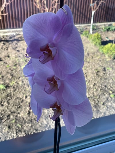 The image shows a cluster of blooming purple Phalaenopsis orchids. The blossoms are large and feature intricate patterns of darker purple veining on the petals and sepals, with a contrasting brown and white labellum. The flowers are arranged along a dark green stem. The background is blurred, showing what appears to be an exterior view through a window, possibly a garden area with soil or gravel. The photograph was taken indoors, likely in Ahronomichne, Ukraine. No people are visible.