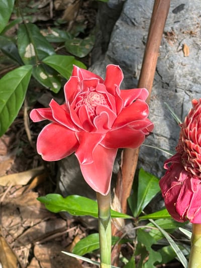 A close-up shot, likely taken in Thủy Xuân Ward, Vietnam, showcases a vibrant pink ginger flower. The flower is the focal point, displaying its layered petals and intricate inner structure. A second ginger flower is partially visible in the upper right corner of the frame. In the background, a grey rock or stone feature is present, contrasting with the flower's colors. Green foliage and brown leaves surround the flower, providing a natural setting. A section of a brown stem rests between the flower and rock. A green stem is visible as well. The scene is bathed in natural light, creating shadows and highlights on the flower and surrounding elements.