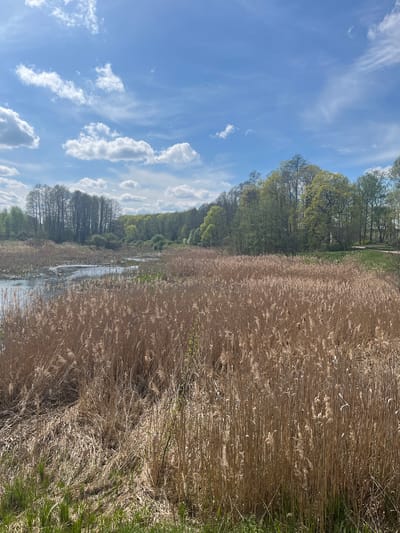 The image depicts a landscape in Гервяцкі сельскі Савет, Belarus. The scene is divided between a body of water with a reflective surface, reeds/tall grasses, and trees. Above all this is a partly cloudy blue sky. The reeds are a light brown color with seeding heads. On the edge of the water are trees with leaves of varying greens.