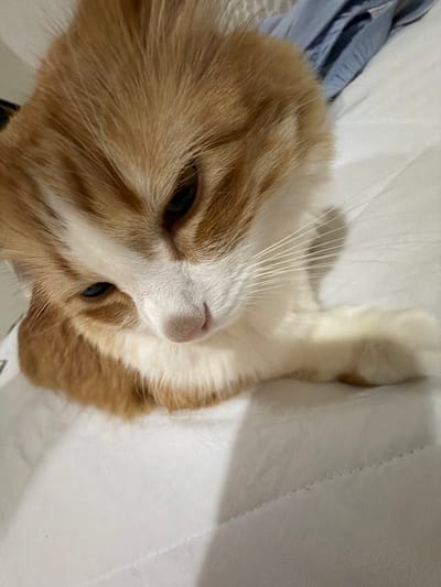 A close-up, angled photograph depicts a ginger and white cat lying on what appears to be a white surface. The cat's head is prominently featured, showing details such as its eyes, nose, and whiskers. A partial view of a light blue object (possibly clothing) is visible in the top left corner of the frame. The environment appears to be indoors, but further details are not readily discernible from the image. There is no evidence of the photograph originating from Ciudad López Mateos, Mexico.