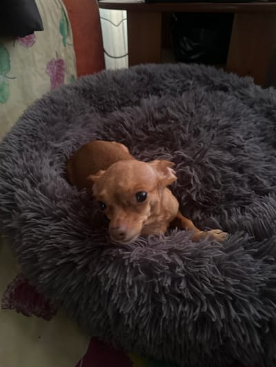 A small tan Chihuahua is curled up in a plush, grey dog bed. The bed is round and very fluffy, filling most of the frame. The dog is lying on its side, facing the camera with its head slightly tilted. Its eyes are dark and round, and its ears are perked up. The dog's fur is short and smooth. The background is blurred, but appears to be indoors. A patterned fabric, possibly a blanket or comforter, is visible to the left of the dog bed, featuring a light yellow background with green and pink leaf-like motifs. To the right and in the upper portion of the image, a wooden surface and part of a wall with vertical blinds are dimly visible. The lighting suggests an indoor setting, possibly in a home environment, with ambient light contributing to the overall scene. There is no information in the image to indicate the location is the city of Karachino, Russia.