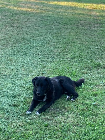 A black dog with white markings on its paws and chest lies on a neatly mowed lawn. The dog is facing towards the viewer and its head is slightly tilted. The lawn is green and appears to have been recently cut. The background is out of focus but suggests a natural outdoor environment. The overall impression is that of a peaceful moment in a suburban or rural setting.