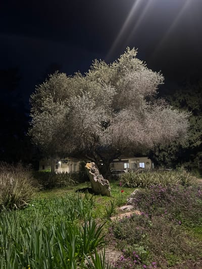 The image captures a serene nighttime scene, oriented sideways (rotated 90 degrees clockwise from what would be a natural upright landscape view). The primary subject is a large, mature tree with dense, silvery-green foliage, likely an olive tree, dominating the left and central parts of the frame. Its gnarled trunk is visible towards the lower center.

The setting is outdoors, likely a garden or landscaped area. A bright artificial light source, possibly a streetlamp or spotlight, is positioned in the upper left corner, casting strong, diagonal light rays across the dark night sky. This light illuminates the tree from above, highlighting its leaves and branches, making them appear almost frosted or shimmering.

To the right of the tree, a vibrant garden space unfolds. It features various types of vegetation, including dense ground cover with small purple flowers and taller, spiky green plants. A distinctive, irregularly shaped light-colored rock or stone is situated near the base of the tree and extends into the garden. A single, bright red flower, possibly a tulip, stands out prominently against the green foliage in the mid-ground of the garden.

In the background, beyond the garden, a building or house is visible. It appears to be light-colored, possibly white or beige, with several windows. Lights are on inside the building, casting a warm glow from some of the windows. The overall atmosphere is quiet and peaceful, enhanced by the deep darkness of the night sky contrasting with the illuminated tree and building. No specific text is visible in the image.