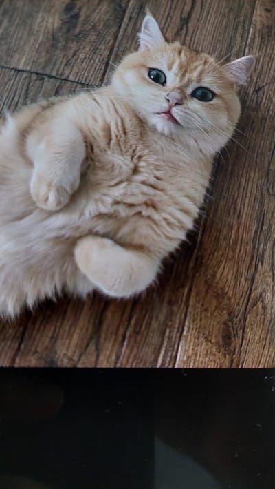 A light orange tabby cat lies on its back on a wooden floor, exposing its belly and paws. The cat's eyes are open and a vibrant green, and its mouth is slightly ajar, revealing a pink tongue. The background consists of a floor with a wood grain pattern. The image is a close-up shot of the cat, taken from a high angle. The location in Büyükçekmece, Turkey, is not discernible from the image.