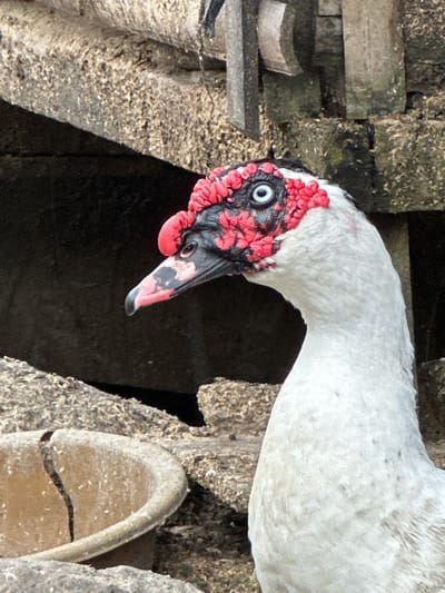 This image, captured in Kerobokan, Indonesia, presents a close-up of a Muscovy duck (*Cairina moschata*). The duck's head, facing left, exhibits dark grey plumage with prominent, textured red caruncles surrounding its light blue eye and covering the upper portion of its face and crown. The beak is pinkish-grey with dark markings near the tip. The visible neck and upper body are covered in white feathers. The background consists of rough, textured surfaces, consistent with weathered concrete or stone structures, creating an overhead element and ground plane, with areas of deep shadow. A light-colored, circular container, visibly cracked, rests in the lower-left foreground on the textured surface. The scene is lit by ambient light.