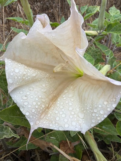 A close-up shot captures a delicate, pale white flower, possibly a Datura, adorned with numerous water droplets. The flower is trumpet-shaped, with gently unfurling petals that show subtle veins and a light tan discoloration in some areas. The water droplets, varying in size, create a glistening effect across the surface of the petals, suggesting recent rain or dew. The flower's interior reveals stamens and pistils, with a hint of pale green at the base.
The bloom is surrounded by lush green foliage, some of which appears slightly wilted. Darker, reddish-brown stems are visible amongst the leaves, and dry grass and debris lie on the ground. The background is softly blurred, indicating a shallow depth of field that focuses attention on the flower. The lighting suggests it could be morning or late afternoon, with soft, diffused light.
The scene appears to be outdoors, likely in a natural or semi-wild setting, given the presence of various plant life and organic ground cover. There is no visible text in the image. The overall mood is tranquil and natural, highlighting the simple beauty of the flower after a rain shower. The location context of Lake Forest, USA, provides a general geographical setting.
