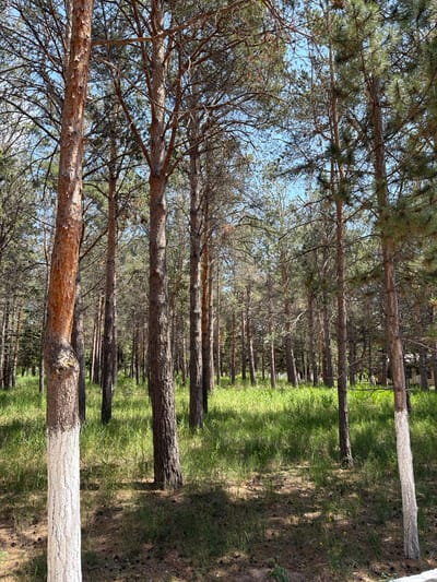 The image depicts a forest scene with tall pine trees. Some of the trees have their lower trunks painted white. The ground is covered with green grass and dry pine needles. The sky is visible through the branches of the trees, indicating an outdoor setting, likely during daylight hours. There are no people or animals visible in the image. The scene appears to be a natural environment, possibly a park or a managed forest area, and the painted tree trunks suggest some form of human intervention for reasons such as pest control or visibility. The overall impression is one of a serene and natural landscape.