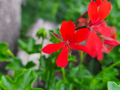 A close-up, shallow depth-of-field photograph captures a cluster of vibrant red flowers with delicate, pointed petals. The main flower, positioned in the center of the frame, is in sharp focus, revealing its intricate stamens and pistil. The other flowers and the surrounding green foliage are softly blurred, creating a bokeh effect. A mottled grey stone object is visible in the upper left corner, out of focus. The scene is set outdoors, likely in a garden or natural setting within Triberg im Schwarzwald, Germany. No people or animals are present.