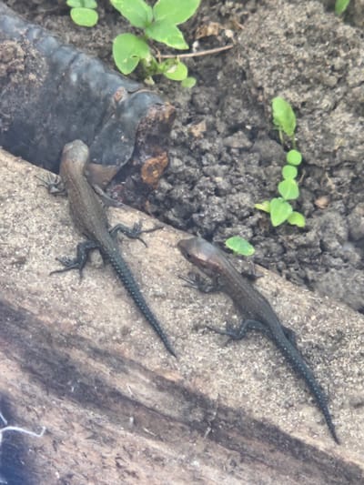 The image shows two small lizards on a rough, sandy surface, possibly a piece of wood or rock. The lizard on the left is facing left and slightly away from the camera, while the lizard on the right is facing towards the camera. Both lizards are dark in color with lighter speckles. The background consists of dark soil with some small green plants growing. There is also a black, possibly rubber or plastic, object partially visible in the upper left corner, with some rust. The scene appears to be outdoors, likely in a natural or semi-natural setting. The location of Kurovo, Russia is not visually represented in the image.