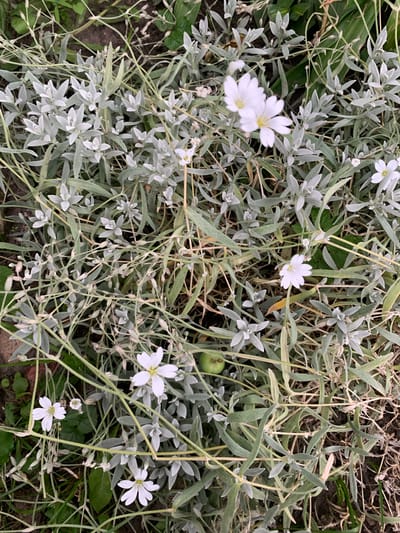 The image depicts a close-up, overhead view of a patch of low-growing, silvery-green foliage with small white flowers. The plant has slender, elongated leaves and delicate, star-shaped blossoms with five petals. Some of the flowers are in full bloom, while others appear to be buds or have already shed their petals. The ground beneath the plants is visible in patches, appearing to be a mix of soil, dry leaves, and some greener grass. The overall impression is of a natural, somewhat wild setting, consistent with a garden bed or a neglected natural area. The image does not contain any people or specific identifiable landmarks within the city of Орлеўскі сельскі Савет, Belarus.