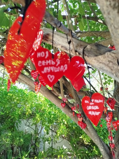 The image depicts a close-up view of a tree adorned with numerous red heart-shaped ornaments. These ornaments, some of which appear to be made of a reflective material, are hanging from the branches by black strings. Many of the hearts have handwritten inscriptions in white or light-colored ink, with some displaying dates and names. The background shows lush green foliage, suggesting an outdoor environment. The tree itself has rough, textured bark and is situated amongst dense greenery. The lighting suggests a sunny day, with dappled sunlight filtering through the leaves. The overall scene evokes a sense of romance or commemoration. The location is identified as the city of Gulhi Falhu, Maldives.