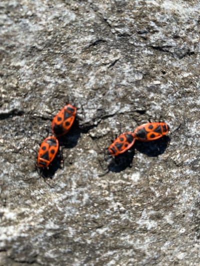 The image shows four firebugs on a rough, gray stone surface, likely a paving stone. The firebugs are red-orange with black markings. The location in Hochdorf, Switzerland is not discernible from the image itself; that information is extraneous. The environment is a sunny outdoor setting as evidenced by the shadows cast by the insects. There are no people depicted. The primary subjects are the firebugs on the stone. The action is stationary, the insects are simply present on the stone. There are no visible interactions between the firebugs.