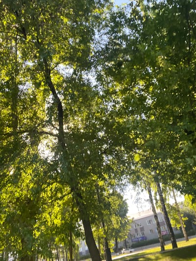 The image depicts a sun-dappled view of trees lining a street in the city of Kiselyovsk, Russia. The lush green foliage of mature trees, some with distinctive birch bark, dominates the foreground and midground, with sunlight filtering through the leaves, creating bright highlights and dappled shadows. In the background, a multi-story building with several windows is visible, suggesting an urban or suburban setting. The street is partially visible, with a car parked or driving on it. The scene appears to be a public area, possibly a park or a boulevard, characterized by green grass and trees.