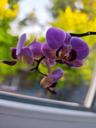 A close-up, shallow depth-of-field shot features a cluster of purple orchids with dark markings on their petals, set against a blurred background of green and yellow foliage, possibly from trees or bushes. The orchids are attached to a dark stem, which extends diagonally from the upper right corner. In the foreground, a white windowsill is visible, with a horizontal blue-gray trim running along its edge. The image captures a natural, possibly domestic, setting. The specific location in Goyany, Moldova, is not discernible from the visual information provided in the image.