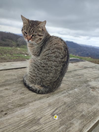 An outdoor scene in Bestuzhevskoye, Russia, depicts a domestic tabby cat seated on a weathered wooden surface. The cat, exhibiting brown and grey striped fur, is positioned centrally, facing left with its head slightly tilted downwards and to the left, revealing prominent whiskers and a partially visible green left eye. Its body is curled, and its tail is not fully visible. To the lower right of the wooden surface, a single white daisy with a yellow center lies detached. The wooden surface displays visible grain and signs of weathering. The background features a hilly landscape under an overcast sky. Distant hills covered in sparse green vegetation recede into the haze, with the horizon line visible beneath a grey, cloudy sky. No other individuals or animals are present.