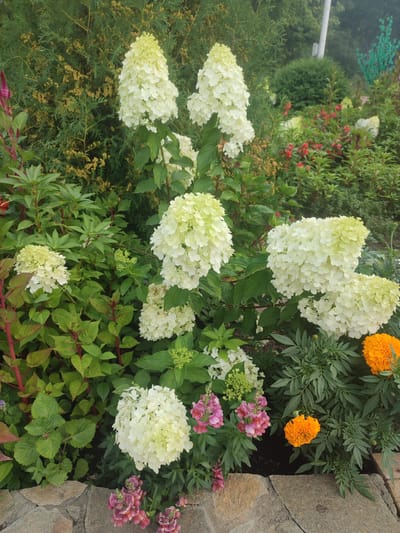 A medium shot captures a lush garden scene in Байшуақ, Kazakhstan. The foreground features a border of rough-hewn, pale grey stones, with some of the stones also appearing on the lower right, bordering a section of wooden planks. Beyond the stone border, various plants and flowers thrive. Dominating the scene are large, conical clusters of creamy white hydrangeas, some with a slight green hue at their tips. Interspersed with the hydrangeas are vibrant green leaves, some with reddish stems.
To the right, two bright orange marigolds stand out, their textured petals fully open. Below them and to the left of the marigolds are clusters of delicate pink and purple snapdragons. Further into the garden, taller, slender red flowers are visible amongst the greenery, and in the background, a dense evergreen shrub with small, yellow seed-like clusters creates a textured backdrop. A tall, slender white pole is visible in the upper right background. The overall impression is one of a well-maintained, colorful garden.