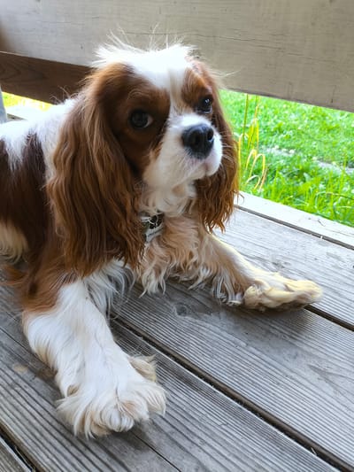 A medium shot of a Cavalier King Charles Spaniel with brown and white fur is captured on a wooden deck. The dog is lying down with its front paws extended. Its head is turned to the right, with a concerned expression. A silver tag with a phone number, "+790356669676", is visible on its collar. The background consists of a wooden bench and blurred green grass, suggesting an outdoor setting. The image is well-lit, with natural light illuminating the dog and its surroundings.