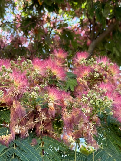 The image shows a close-up of a flowering tree, likely a Mimosa, with delicate pink and fluffy blossoms. The flowers are clustered together, with some still in bud form, appearing as small green spheres. Lush green, feathery leaves frame the blossoms, creating a vibrant contrast. The background is softly blurred, suggesting the dappled sunlight filtering through the tree's canopy. The scene is outdoors, with a hint of blue sky visible through the leaves. It is not possible to determine the exact location in Charnay-lès-Mâcon from the image alone, but it depicts a natural, botanical setting. There are no people or animals visible in the image.