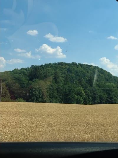 The image displays a landscape scene captured from a window, likely from a vehicle. In the foreground, a field of golden wheat stretches across the frame, its texture suggesting ripeness and readiness for harvest. Beyond the wheat field, a dense, verdant forest covers the rolling hills, creating a backdrop of deep green. The trees are varied in size and species, with some appearing taller and more mature than others. The sky above is a clear, bright blue, dotted with scattered white clouds, indicative of fair weather. The overall impression is one of a rural, agrarian setting under a sunny sky. The scene's general appearance is consistent with the rural outskirts of Horažďovice, Czechia, known for its agricultural landscapes and forested hills.