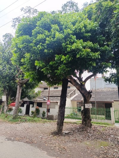 A tranquil street scene features lush, green trees lining the roadside, their canopies casting dappled shade. Behind the trees, modest houses with tiled roofs stand with simple fences. The ground is covered in a mix of dirt, leaves, and scattered debris, suggesting a lived-in neighborhood. Overhead, a cloudy sky adds to the subdued atmosphere.