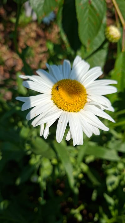 A close-up, vertical shot captures a daisy flower with white petals and a yellow center. A small, dark insect is visible on the yellow center of the flower. The daisy is in the foreground, with blurred green foliage and brown ground cover in the background. A small, unopened flower bud is visible in the upper right quadrant. The lighting suggests an outdoor setting, possibly a garden or park, with sunlight casting shadows. The image's focus is on the daisy and its inhabitant.