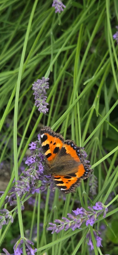 A butterfly with orange and black wings rests on a stalk of lavender in a garden. The butterfly's wings are edged with a black and blue pattern, and there are several black spots on the orange areas. The lavender flowers are a pale purple, and they are clustered together on long stems. The background is a blur of green grass and more lavender. The lighting suggests it is daytime.