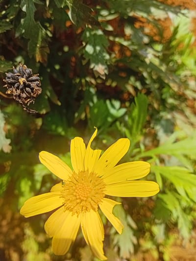 The image depicts a close-up shot of a bright yellow flower in a garden setting. The flower is the primary focus, with multiple petals radiating from a central disc. A portion of one petal appears to be damaged. In the background, there is foliage of varying green hues, along with some patches of brown soil. In the lower left corner of the image, there is a dead, dark brown flower head. The lighting suggests it is daytime. While the exact location in Limuru, Kenya cannot be determined from the image, the presence of these specific plants would be consistent with the flora found in that region. There is no evidence of people or interactions in the image.