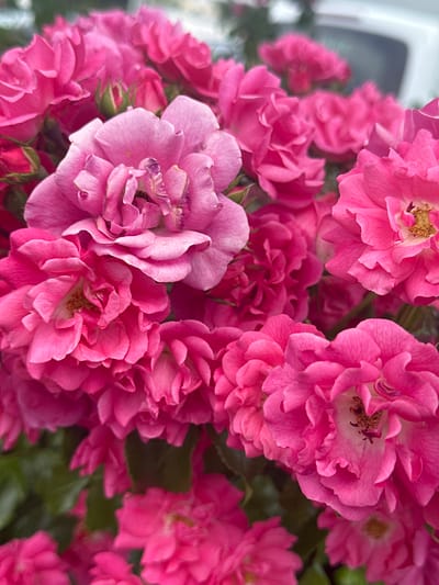 This is a close-up, eye-level, medium shot of a cluster of bright pink roses. The flowers are the dominant subject, filling the entire frame. They are in various stages of bloom, with some fully open and others still in bud. The petals are delicate and ruffled, with a soft, velvety texture. The color of the roses ranges from a pale pink in the center of some blooms to a deep, vibrant pink on the outer petals. Some of the roses have a lighter pink or almost white center, with a few showing hints of yellow stamens.
The background is softly blurred, suggesting a shallow depth of field. Hints of green foliage are visible behind the roses, and in the upper left corner, a blurry white and grey object could be a building or structure, possibly a house or part of a garden shed.
There are no people visible in the image. The scene appears to be outdoors, likely in a garden. The lighting is soft and diffused, suggesting it could be a cloudy day or early morning/late afternoon. There is no visible text. The overall mood is one of natural beauty and vibrancy.