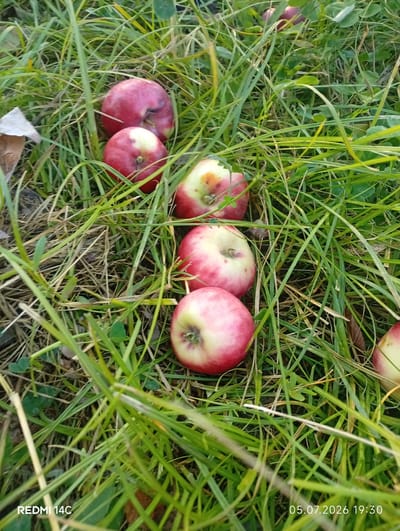 In the city of Kenesh, Kyrgyzstan, on July 5, 2026, at 19:30, several red and yellow apples are scattered on the ground amidst green grass and some dry leaves. The apples are mostly whole, with some showing slight bruising. The scene appears to be outdoors, likely in a garden or orchard, given the presence of fallen fruit and grass. No people or animals are visible in the image. The lighting suggests it is late afternoon or early evening.