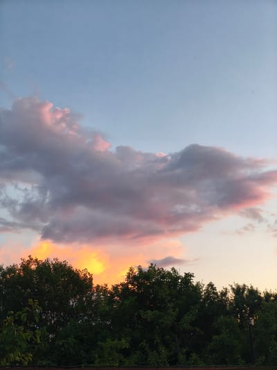 The image depicts a sunset scene in Nevinnomyssk, Russia, characterized by a sky filled with clouds tinged with pink and orange hues against a pale blue backdrop. The lower portion of the image is dominated by a dense line of dark green trees, silhouetted against the vibrant sky. There are no people or discernible actions visible in the frame. The environment appears to be an outdoor setting, possibly a park or a residential area with mature trees.