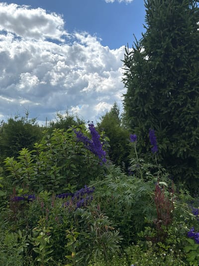 This image depicts a lush garden scene under a partly cloudy sky. In the foreground, a variety of green foliage and flowering plants dominate the view. Prominent among these are tall spikes of deep purple delphiniums. To the right, the dense branches of a large evergreen tree, likely a spruce, occupy a significant portion of the frame, extending upwards towards the sky. In the background, other evergreen trees and shrubs create a verdant backdrop. The sky is a vibrant blue, dotted with fluffy white and grey clouds that cast soft shadows on the landscape. The overall impression is one of natural beauty and abundant growth, characteristic of a garden setting in the Latvian countryside, possibly in or around Mežpļavas, known for its natural landscapes and agricultural areas. There are no people or animals visible in the image.