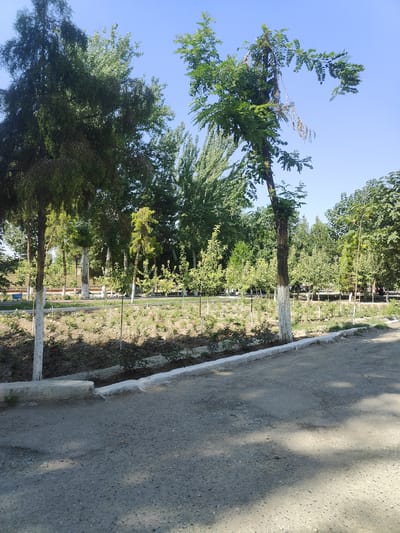 The image depicts a well-maintained park area in Chinabad, Uzbekistan, on a clear day with a bright blue sky. The foreground is dominated by a rough asphalt path, casting dappled shadows from the trees overhead. To the left, a concrete curb separates the path from a landscaped area featuring a trench or drainage channel lined with white-painted stones. Beyond this, a garden bed is planted with small rose bushes and other low-lying vegetation, some of which have small red flowers.
Several young trees with white-painted lower trunks are planted in rows throughout the garden area, creating a sense of order. Behind these, a variety of mature trees, including a tall evergreen on the left and a distinctive tree with a gnarled trunk and branches reaching out to the right, form a dense canopy. The overall impression is one of a public green space, possibly a city park or botanical garden, designed for leisurely enjoyment. No people are visible in the image.