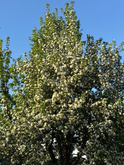 The image displays a vibrant, blooming tree set against a clear blue sky, suggesting an outdoor scene in spring or early summer. The tree occupies the majority of the frame, with its canopy filled with an abundance of small, white or very light-colored blossoms. These flowers are densely clustered, giving the tree a full and lush appearance. Interspersed among the blossoms are numerous fresh green leaves, indicating new growth.
Through the foliage, especially in the central and lower-right sections, darker, textured branches of the tree are visible. The sky, visible mostly towards the upper left and in smaller patches through the leaves, is a brilliant, cloudless blue, indicating fine weather. The lighting is bright and natural, suggesting daytime, likely morning or afternoon, with sunlight dappling through the leaves and illuminating the white blossoms. There are no people or specific objects discernible, and no activity is taking place within the frame other than the natural blooming of the tree. No visible text is present. This scene, observed in Minino Stantsiya, Russia, conveys a sense of natural beauty and renewal.