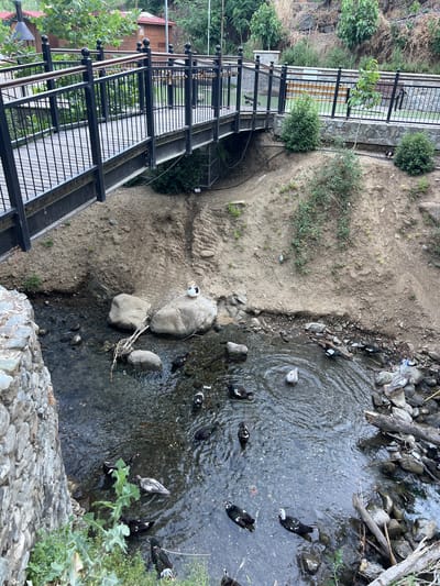 In Kakopetria, Cyprus, a small stream flows under a pedestrian bridge. The bridge is constructed with a metal railing and wooden planks. A group of ducks are visible in the stream, some swimming, while one duck is perched on a rock. The surrounding environment consists of a sloping, dry, dirt embankment with sparse vegetation, and a stone wall on the left side of the frame. In the background, there are trees and buildings with red roofs. The scene appears to be a natural setting enhanced with man-made structures for public access.