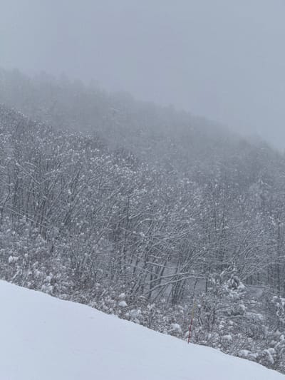 Snow-covered trees line a slope disappearing into fog. Heavy snowfall obscures details, creating a gray, indistinct landscape. The stark white snow on the right contrasts with the trees, which are laden with snow, their branches barely visible. The dense fog softens the background, adding to the desolate and cold atmosphere. A hint of red possibly indicates a marker or other man-made object.