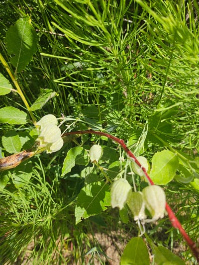 The image shows a close-up view of delicate, pale green, lantern-shaped flowers with visible veins, hanging from a reddish stem. These flowers are surrounded by lush green foliage, including serrated leaves and thin, grass-like stems, which are indicative of a natural outdoor setting. The lighting suggests it is daytime, with bright sunlight casting shadows. The background is blurred, but appears to be a mixture of green plants and dark earth. There are no people or animals visible in the image. The location is identified as Pontagna, Italy.