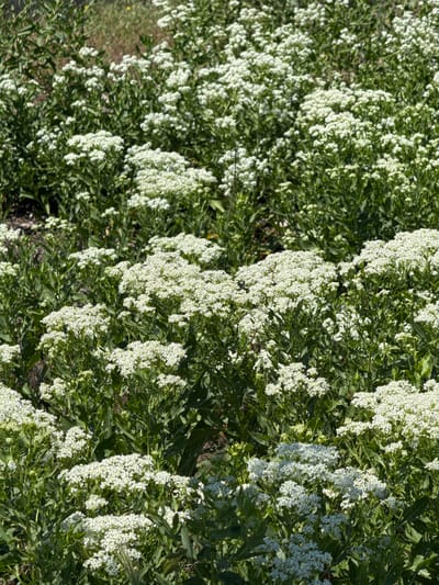 The image displays a dense field of flowering plants under bright daylight in Taperakan, Armenia. The foreground and midground are filled with numerous plants, each featuring a multitude of small, white flowers arranged in clustered formations. These plants exhibit abundant green foliage, characterized by distinct lanceolate leaves. The background transitions to additional green vegetation and a lighter-toned, possibly drier, ground area further in the distance. Direct sunlight illuminates the scene, creating defined shadows within the dense plant growth. No human figures, animals, or man-made objects are present in the visible area.