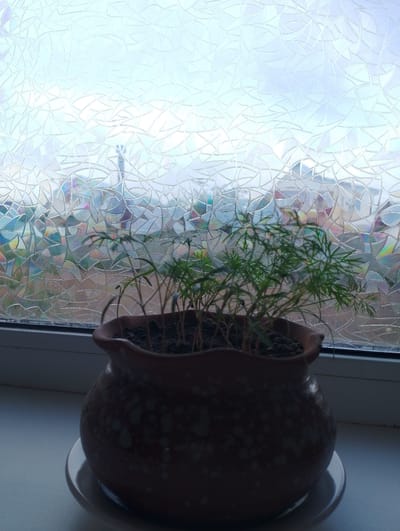 An indoor shot on a windowsill shows a potted plant with green fronds in a terracotta-colored pot. The pot is speckled white and sits on a white saucer. Behind the plant, a window is covered with a frosted film that distorts the view of buildings outside. The film has a pattern of interlocking irregular shapes that refract light, creating subtle color variations. The overall scene suggests a domestic setting, possibly a home in Birsk, Russia, given the likely context of the image. The lighting is soft, indicating it might be daytime with overcast skies.