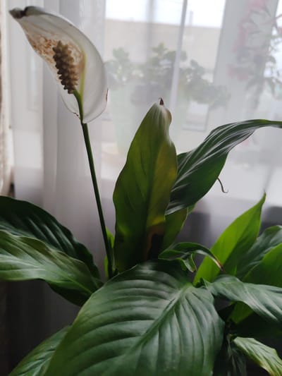 The image shows a close-up of a peace lily plant with a white spathe and spadix. The plant has large, glossy green leaves. One leaf in the upper right of the image appears to be yellowing and browning at the edges. The background is blurred, suggesting a shallow depth of field, and shows sheer white curtains, a window, and hints of other plants. The lighting appears to be natural, coming from the window, and suggests it might be daytime. The overall mood is calm and domestic. No text is visible. The location context is Molodegniy, Russia.